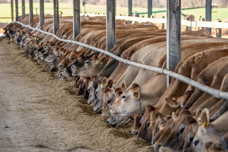 Cattle feeding along a bunk