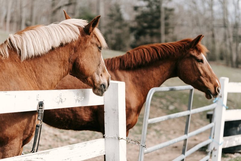 Two chestnut horses standing at a white fence
