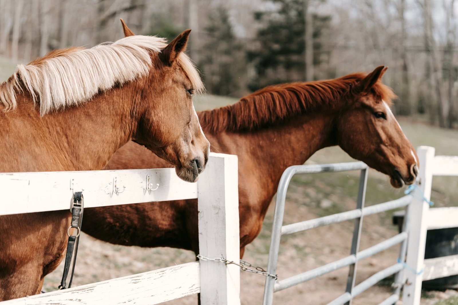 Two chestnut horses standing at a white fence