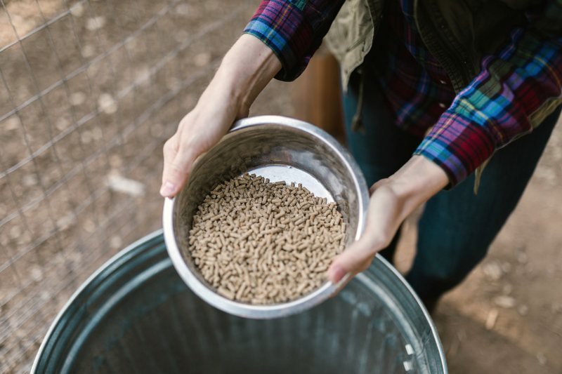 Hands holding a pan of pelleted feed beside a stock tank